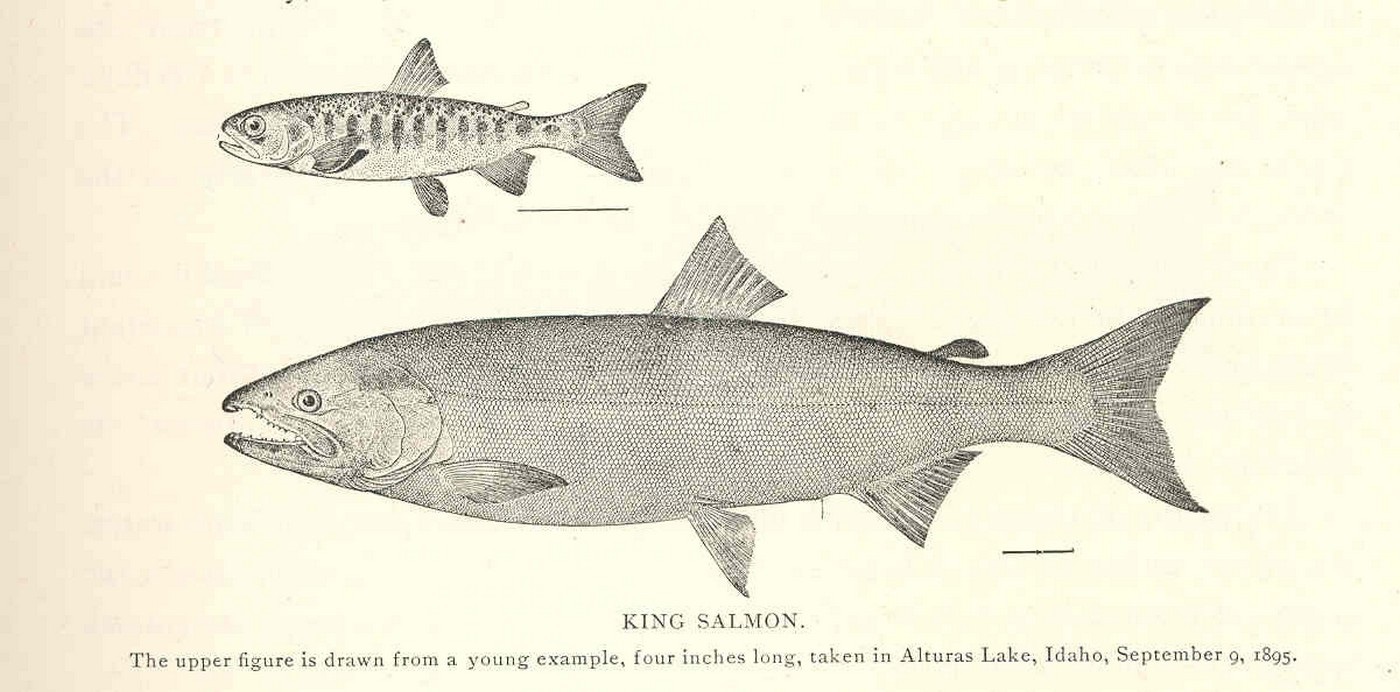 Oncorhynchus Tshawytscha Walbaum